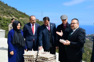 DOKAP Bölgesi Organik Yumurta Tavukçuluğu Projesi Trabzon'da Hayat Buldu