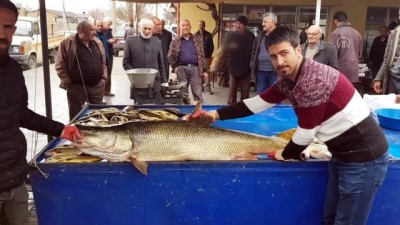 Karasu Nehri'nde 82 Kiloluk Turna Balığı Yakalandı