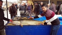 KARASU NEHRİ - Karasu Nehri'nde 82 Kiloluk Turna Balığı Yakalandı