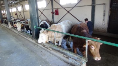 Muş'ta Tarım Ve Hayvancılık TKDK İle Büyüyor