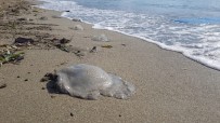 DENIZANASı - Ölü Denizanaları Sahile Vurdu