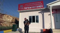 KATARAKT AMELİYATI - Köpeğe Katarakt Ameliyatı Yapıldı