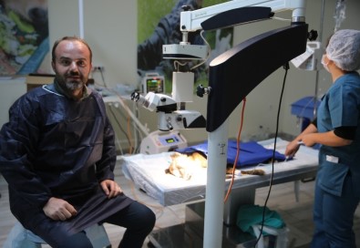 Mardin'de Köpeğe Katarakt Ameliyatı Yapıldı