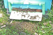 Bursa'da Toplu Arı Ölümleri Korkuttu