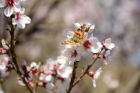 Akseki'de Badem Ağaçları Çiçek Açtı