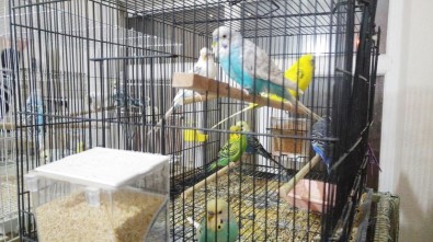 Bu Kuşlar 'Türkü' Dinleyerek Büyüyor