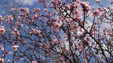 Bahar Yüzünü Gösterdi, Badem Ağaçları Erken Çiçek Açtı