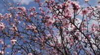 HÜSEYİN BAŞARAN - Bahar Yüzünü Gösterdi, Badem Ağaçları Erken Çiçek Açtı