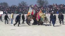 MEHMET ÜNAL ŞAHIN - Çanakkale'de Deve Güreşi Festivali