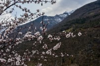 SıRADıŞı - Gümüşhane'de Badem Ağaçları Çiçek Açtı