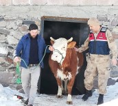 BÜYÜKBAŞ HAYVAN - Kardaki Toynak İzleri Hırsızlık Zanlısını Yakalattı