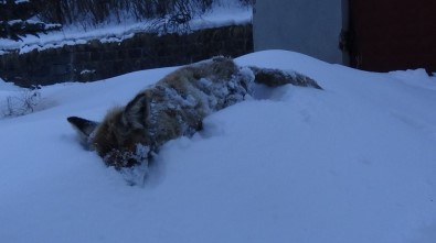 Kars'ın Soğuğu Tilki Dondurdu