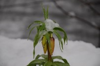 KAR KALINLIĞI - Çiçek Açan Ters Laleler Kar Altında Kaldı