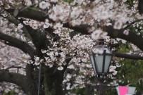 Sakura Mevsimi Tokyo'ya Erken Geldi