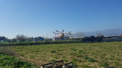 Aydın'da Drone İle İlaçlama Yapıldı