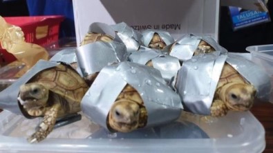 Filipinler'de Bin 529 Kaçak Kaplumbağa Ele Geçirildi