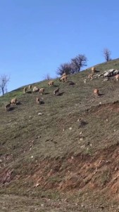 Karlı Dağlarda Aç Kalan Keçiler Köye İndi