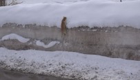 SOKAK KEDİSİ - Kedinin Karla İmtihanı