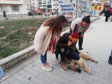 Öğrenciler Tüfekle Vurulan Sokak Köpeğine Sahip Çıktı