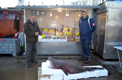 (Özel) Bursa'da Balıkçı Ağlarına Dev Köpek Balığı Takıldı