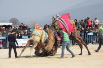DEVE GÜREŞİ - Paşaköy'de Kıran Kırana Deve Güreşi