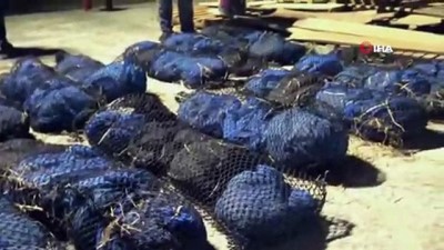 Tayland'da 80 Karıncayiyen Ele Geçirildi