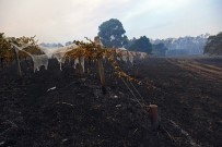 ORMAN YANGıNLARı - Avustralya'da Orman Yangını Açıklaması 9 Ev Yıkıldı