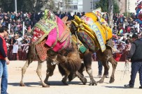 DEVE GÜREŞİ - Bayraklı'daki Deve Güreşi Festivali 10 Mart'ta
