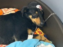 MAZLUM - Havlama Sesinden Rahatsız Olduğu Köpeği Başından Vurdu