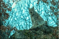 VAŞAK - Kırmızı Listedeki 'Vaşak' İlk Defa Bu Kadar Yakından Görüntülendi