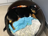 MAZLUM - Sesinden Rahatsız Olduğu Köpeği Başından Vurdu