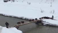 Hayvanlar, Tahta Köprüden İp Gibi Dizilip Geçiyor Haberi