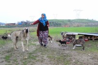 ÖZLEM ÇERÇIOĞLU - Kadın Üretici, Çakırbeyli Köy Pazarı'nda Kazandığı Parayla Evini Yaptı