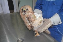 FıRAT ÜNIVERSITESI - Saçmaların Hedefi Olan 'Şahin' Tedavi Altına Alındı