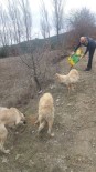 BOZÜYÜK BELEDİYESİ - Bozüyük Belediyesi Aksu Tekke Köyü Civarındaki Sahipsiz Köpeklere Sahip Çıktı