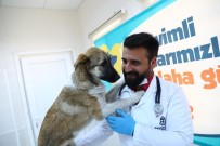 SOKAK KÖPEĞİ - Çakıl'ın Gözleri Başakşehir'de Açıldı