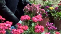 GAZZE - Gazzeli Genç Kız, Çiçekleriyle İşsizliğe Direniyor