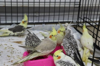 İlaçla Uyutup Keselere Koyduğu Papağanlarla Kapıkule'de Yakalandı