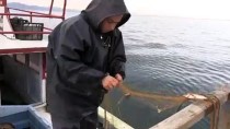 BALIK AĞI - Karadeniz'in Kadın Balıkçılarının Zorlu Mesaisi