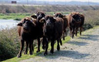 MUSTAFA GÜLER - Kızılırmak Deltası'nda Manda Hazırlığı