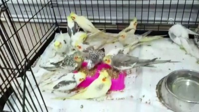Papağanları Sınırdan Kaçak Sokmaya Çalıştı