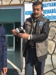 VAN YÜZÜNCÜ YıL ÜNIVERSITESI - Yaralı Mahmuzlu Kız Kuşu Tedavi Altına Alındı