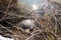 CARETTA CARETTA - Dalyan'da 2 Caretta Caretta Ölü Bulundu