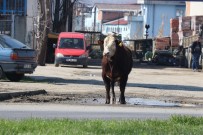 DİKKATSİZLİK - Dana Mezbahadan Kaçtı, Ortalık Karıştı
