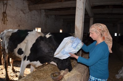Kadınlar Günü'nde Hayvanları Yemleyip Süt Sağdı