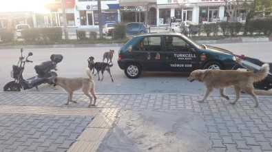 Mut'ta Başıboş Köpekler Korku Saçıyor