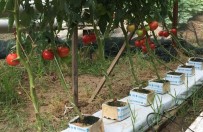 ONDOKUZ MAYıS ÜNIVERSITESI - Ziraat Teknikeri Topraksız Tarım Uygulaması İle Domates Ve Marul Yetiştirdi