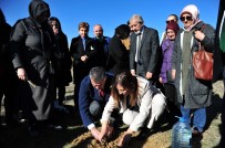 ÇAM AĞACI - Amber Türkmen Kadınlar Günü'nde Kadınlarla Birlikte 100 Adet Çam Ağacı Dikti