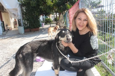 Başına Geçirdiği Plastik Bidon Sebebiyle Aç Susuz Bitkin Düşen Sokak Köpeği Sağlığına Kavuştu