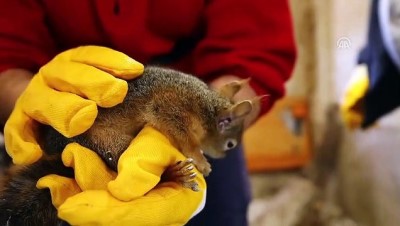 Kereste Atölyesinde Kesilmekten Kurtulan Sincaplar Hayata Tutundu